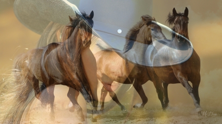 Cowgirl and Her Horses - cowgirl, horses, woman, collage, ranch, farm