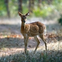 Deerfawn