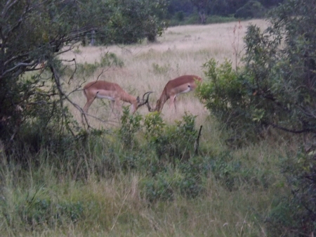 African Impalas Jousting - Jousting, Deer, Impala, Play