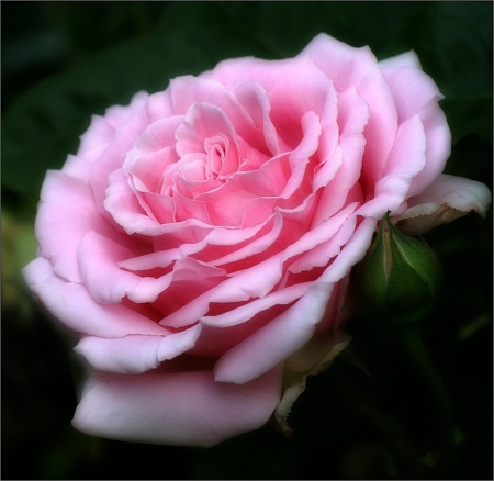 Rose - one, rose, pink, beautiful