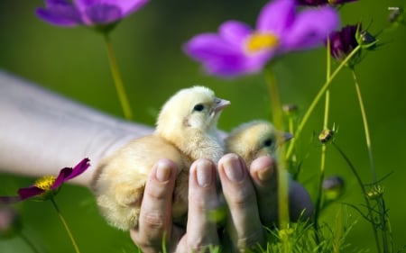 chicks - bird, flower, hand, chicks