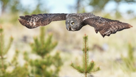 owl in flight - flight, tree, owl, bird