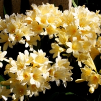 yellow azaleas