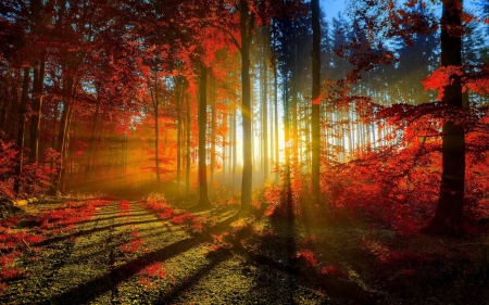 Autumn Forest - nature, rays, autumn, forest