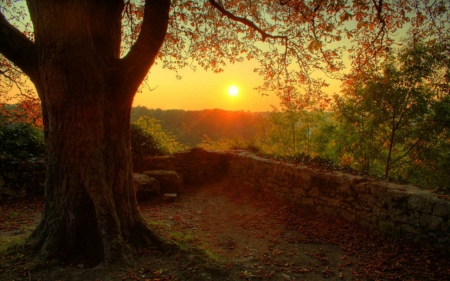 Sunset - sky, tree, nature, sunset