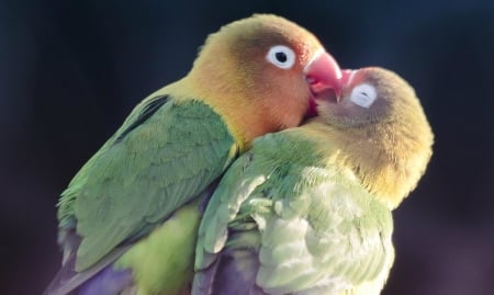 Love Birds - love, animals, kiss, birds