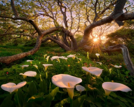 Beauty in the Forest - nature, rays, tree, flowers