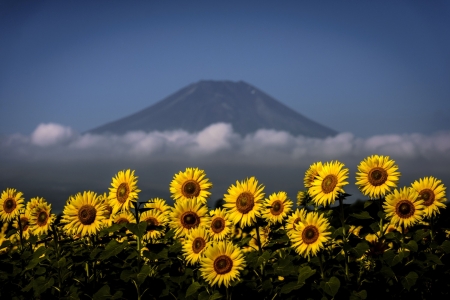 Sunflower - sunflower, nature, mountain, flower