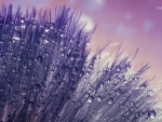 Purple dandelion