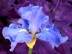 Iris