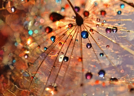 Precious dandelion - skin, red, dandelion, water drops, blue, colorful, orange