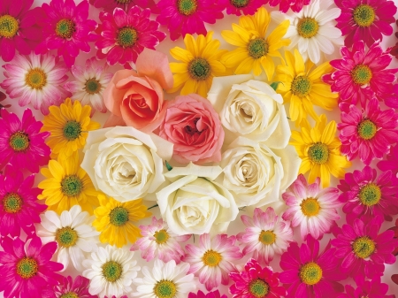 Flowers - skin, white, carpet, yellow, daisy, rose, flower, pink