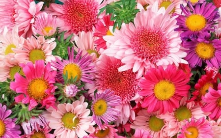 Flowers - skin, carpet, yellow, flower, pink, purple, autumn, green, chrysanthemum