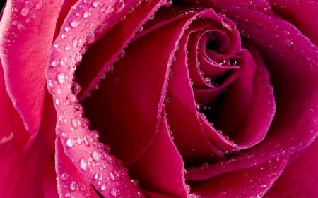 Rose - skin, dew, water drops, macro, rose, pink