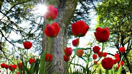 wild tulips - tulip, flower, tree, grass