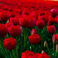 field of red tulips