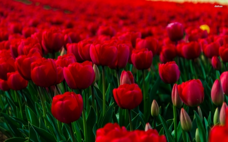 field of red tulips - stem, field, flower, tulip