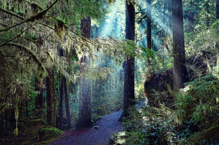 Forest Path - path, sunlight, trees, rays, plants, forest, foliage