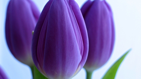 Purple - purple, tulip, amazing, flower