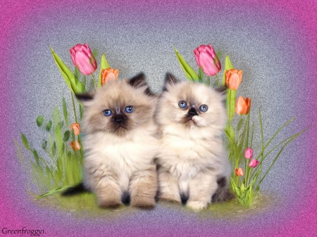 TWO CUTE KITTENS - creation, abstract, two, kittens