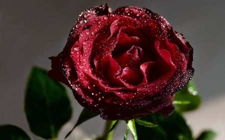 Love - love, one, rose, beautiful