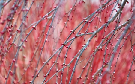 Spring - spring, branch, flower, pink