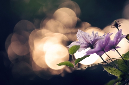 Purple flowers - bokeh, purple, green, golden, black, flower