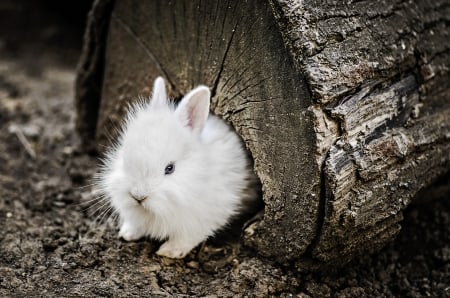 White bunny - white, rabbit, cute, sweet, bunny, wood