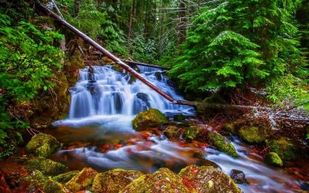 Forest waterfall - stream, forest, greenery, creek, beautiful, trees, cascades