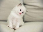 Cute Kitten