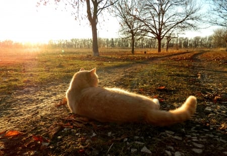 Red_Cat_lying_on_the_road_in_autumn