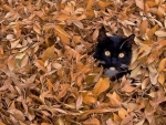 autumn-cat-leaves-black