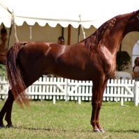 Arabian Stallion - Horse 1