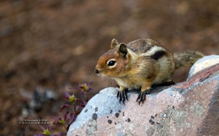 Wildlife - abstract, photography, wilderness, squirrels, wild animals, sweet, nature, cute, animals, wildlife, wallpaper