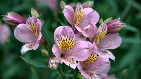 Alstroemeria Flowers C - wide screen, flower, beauty, beautiful, photo, love, romance, photography, alstroemeria, floral