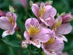 Alstroemeria Flowers C