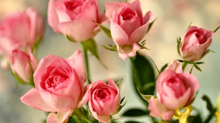 Small Pink Rosebuds F - love, wide screen, beauty, roses, photography, floral, beautiful, pink, romance, photo, flower