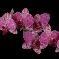 Pink Orchids