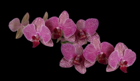 Pink Orchids - Orchids, beautiful, photography, beauty, romance, photo, love, flower, wide screen, floral