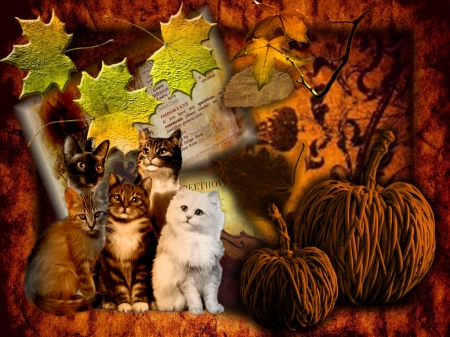 Autumn Cat Collage - collage, Autumn, Fall, cat