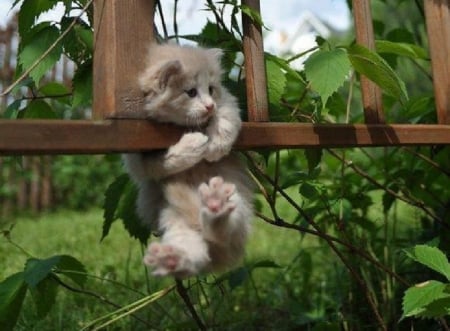 playing in the garden - kitten, garden, cats, animals, playing