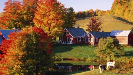 Autumn Farm - farm, fall, autumn, cows, pond, barn