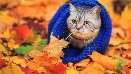 beautiful-cat-wearing-blue-scarf-in-autumn