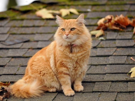 cat_fluffy_leaves_autumn_roof_ - roof, cat, orange, fluffy, autumn