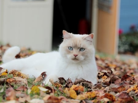 cat_leaves_autumn - white, fall, autumn, cat, leaves, outdoors