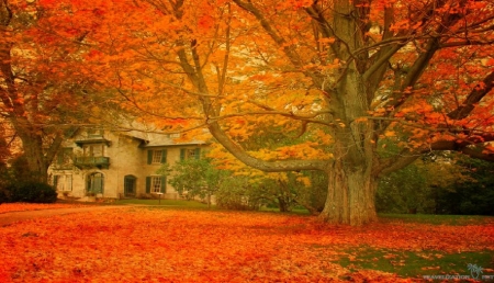 coming-to-homeland-autumn - autumn, fall, leaves, orange, tree, house, gold