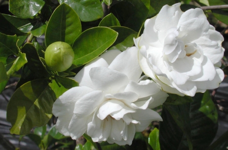 Two Gardenias - love, wide screen, beauty, photography, gardenia, floral, beautiful, romance, photo, flower