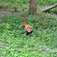 Red Panda