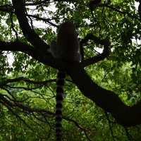 Lemur in Tree