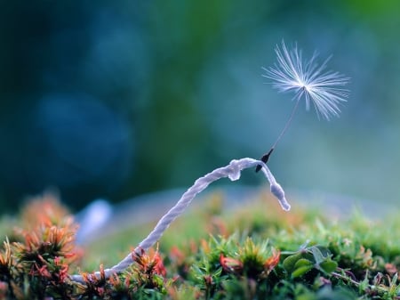 Hold On - flowers, rope, grass, dandelion